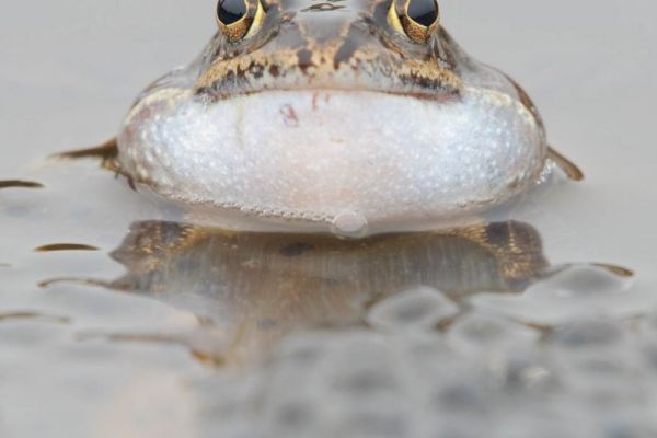 Ein Grasfrosch schwimmt in einem Gewässer während der Laichzeit.
