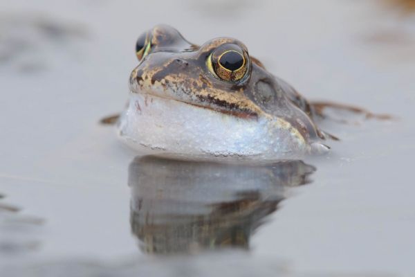 Ein Grasfrosch mit leicht erhobenem Kopf im Wasser schwimmend.