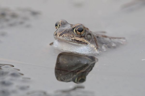 Grasfrosch im Wasser mit Laichansammlung im Hintergrund.