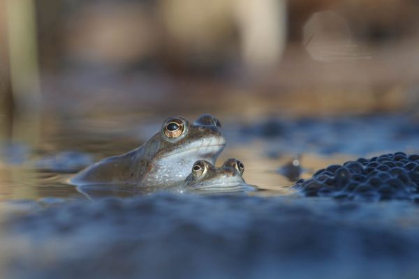 Zwei Grasfrösche im Wasser mit Laichballen, typisch für die Fortpflanzungszeit.