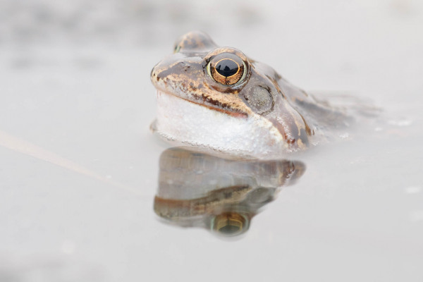 Ein Grasfrosch schwimmt an der Wasseroberfläche mit Spiegelung.