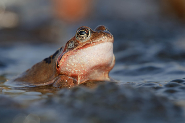 Ein Grasfrosch taucht aus einem Gewässer auf, umgeben von Wasserpflanzen.