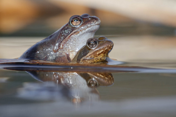 Zwei Grasfrösche bei der Paarung im Wasser beobachtbar.
