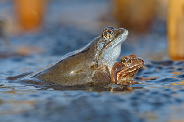 Zwei Grasfrösche bei der Paarung im flachen Wasser.