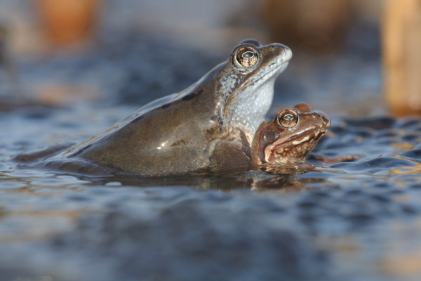 Zwei Grasfrösche, einer auf dem Rücken des anderen, im Wasser zu sehen.