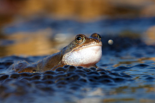 Ein Grasfrosch im Wasser, umgeben von Laichklumpen.