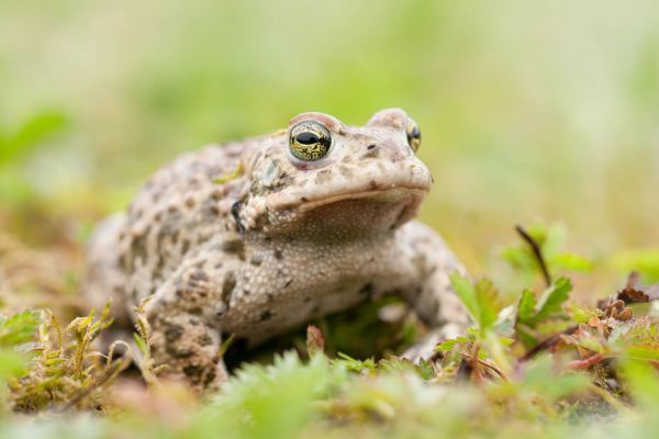 Kreuzkröte in natürlichem Lebensraum auf Waldboden sitzend.