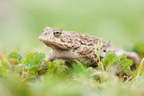 Eine Kreuzkröte im Gras mit charakteristischer Fleckung und grünlichen Augen.