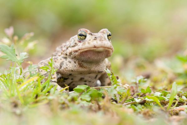 Kreuzkröte sitzt in grünem Gras mit typischer Rückenlinie sichtbar.