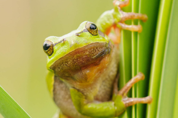 Europäischer Laubfrosch klettert an einem Schilfhalm hoch.