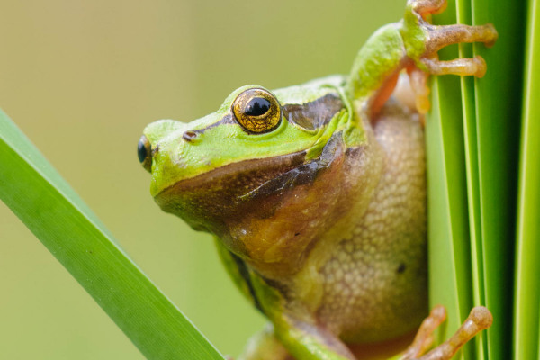 Ein europäischer Laubfrosch klettert auf einem Pflanzenstängel.