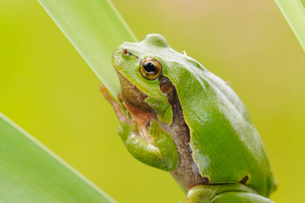 Ein grüner Europäischer Laubfrosch klammert sich an ein Schilfblatt.