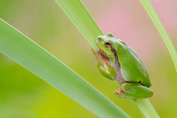 Grüner Europäischer Laubfrosch klettert auf einem Schilfblatt.