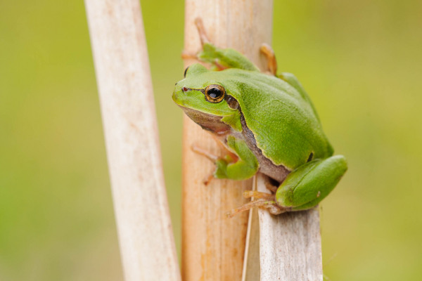Ein grüner Laubfrosch sitzt auf einem Schilfhalm in natürlicher Umgebung.