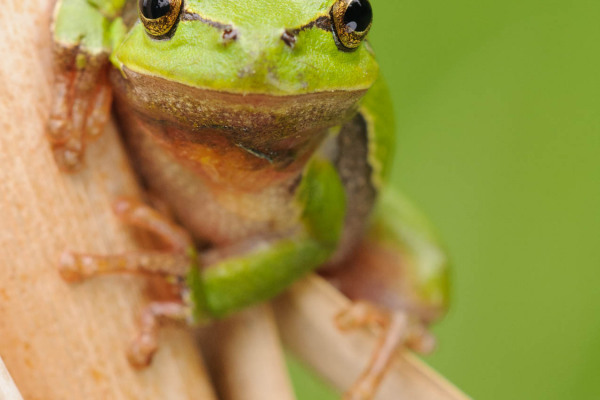 Ein europäischer Laubfrosch klettert an einem Stängel in einem grünen Umfeld.