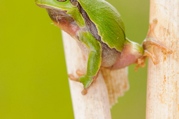 Ein grüner europäischer Laubfrosch klettert an einem Schilfrohr entlang.