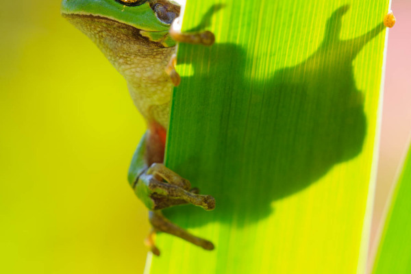 Europäischer Laubfrosch klettert an einem Schilfblatt in einem feuchten Lebensraum.
