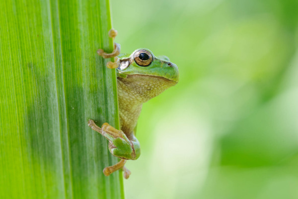 Ein Europäischer Laubfrosch auf einem grünen Schilfblatt im natürlichen Lebensraum.