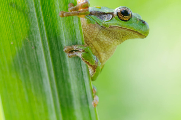 Ein grüner Europäischer Laubfrosch klammert sich an ein grünes Schilfrohr.