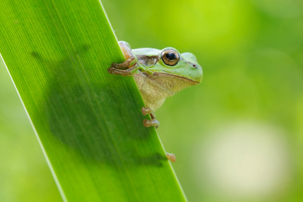 Ein Europäischer Laubfrosch klammert sich an ein grünes Schilfblatt.