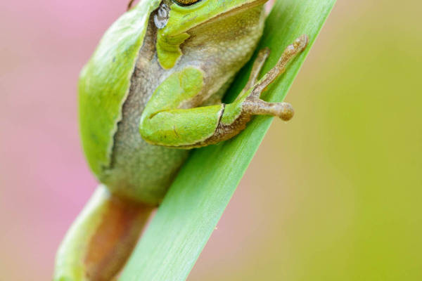 Grüner Laubfrosch sitzt an einem Schilfblatt in Nahaufnahme.