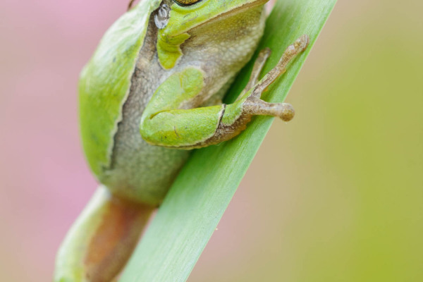 Europäischer Laubfrosch klettert an einem Schilfblatt hoch.