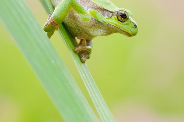 Ein grüner Europäischer Laubfrosch klettert an einem Grashalm in einem Feuchtgebiet.