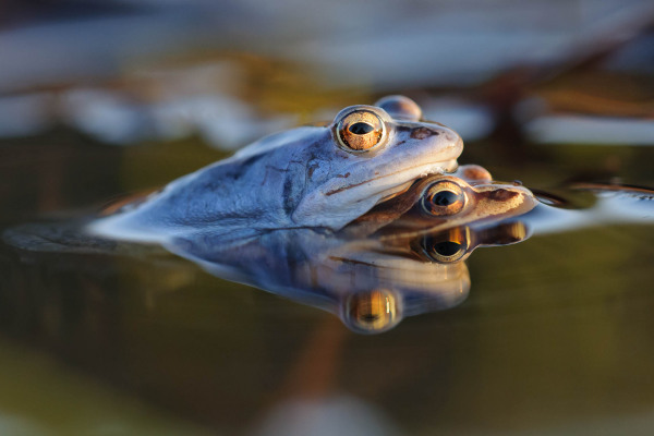 Zwei Moorfrösche in blauer Färbung schwimmen im Wasser.