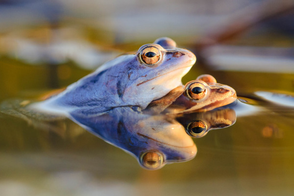 Zwei blau gefärbte Moorfrösche im Wasser während der Paarungszeit.
