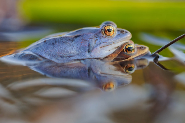 Zwei Moorfrösche im Wasser während der Paarungszeit, Männchen in blauer Färbung.