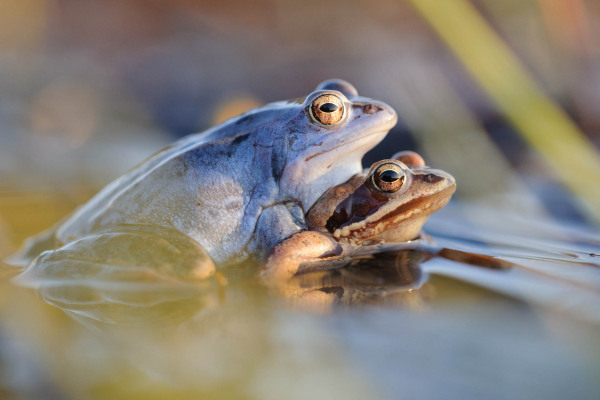 Zwei Moorfrösche in der Paarung im Wasser in einer natürlichen Umgebung.