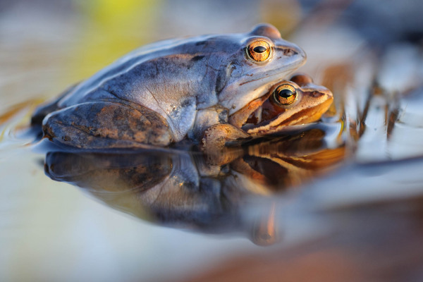 Zwei Moorfrösche in Paarungsstellung im flachen Wasser eines Teiches