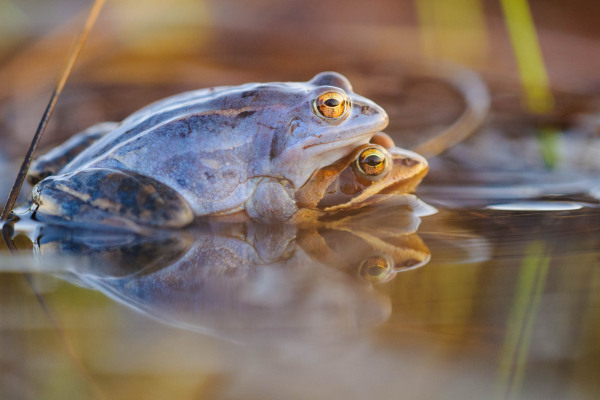 Zwei Moorfrösche in Paarungsstellung im flachen Wasser eines Feuchtgebiets.