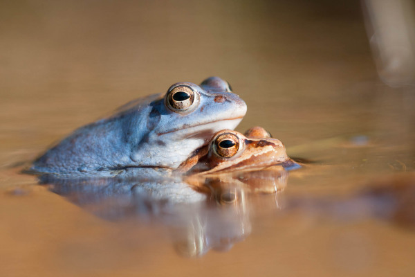 Zwei Moorfrösche in Paarungshaltung im Wasser, das Männchen ist blau gefärbt.