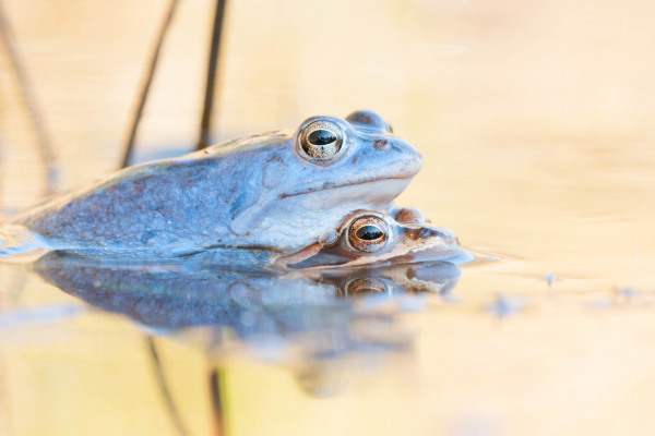 Zwei Moorfrösche im Paarungsverhalten, eins davon blau gefärbt, im Wasser