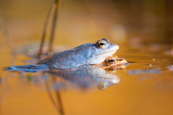 Ein Moorfrosch mit blauem Laichkleid im Wasser.