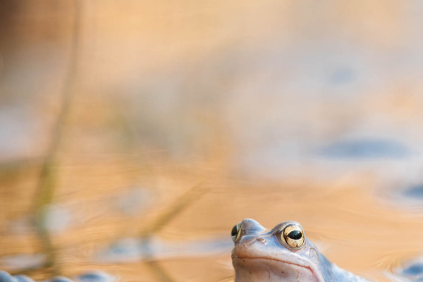 Moorfrosch halb im Wasser, natürliche Umgebung, goldener Hintergrund.