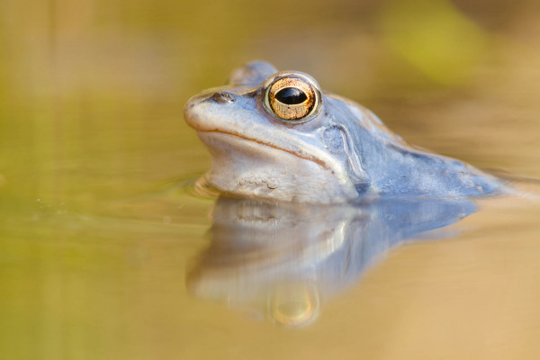 Nahaufnahme eines Moorfrosches mit blauem Schimmer im Wasser.