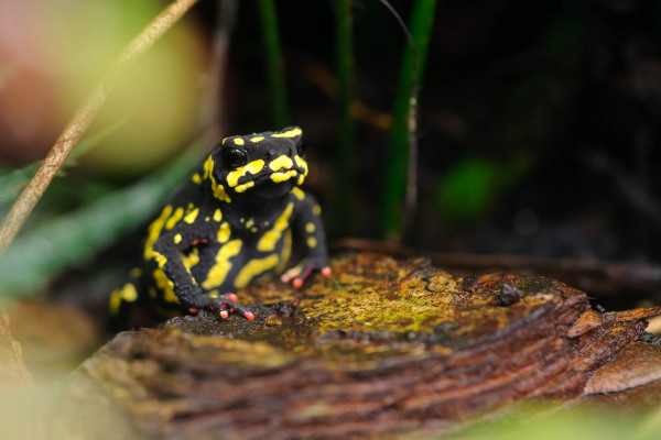 Ein Schwarzkrötchen mit gelber Musterung auf einem Waldboden sitzend.