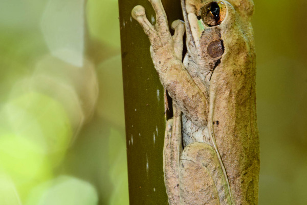 Laubfrosch Smilisca baudinii auf vertikalem Baumstamm im tropischen Wald.