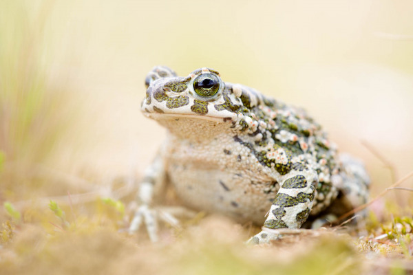 Wechselkröte mit grünlichem Tarnmuster auf sandigem Boden in Nahaufnahme.