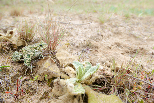 Wechselkröte in einer sandigen Landschaft neben Vegetation.
