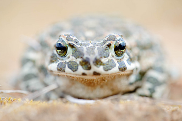 Wechselkröte mit grünem, gemustertem Hautmuster in Nahaufnahme.