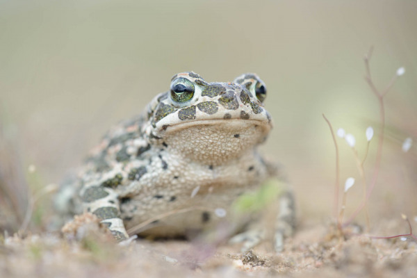 Nahaufnahme einer Wechselkröte auf erdigem Boden, mit grünem Fleckenmuster.