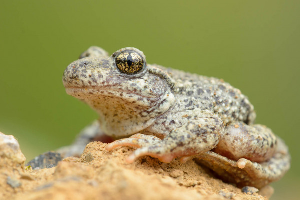 Eine Geburtshelferkröte sitzt auf sandigem Boden, mit typischer Tarnfärbung.