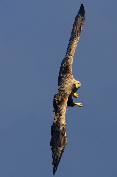 Ein Steinadler fliegt majestätisch am Himmel.