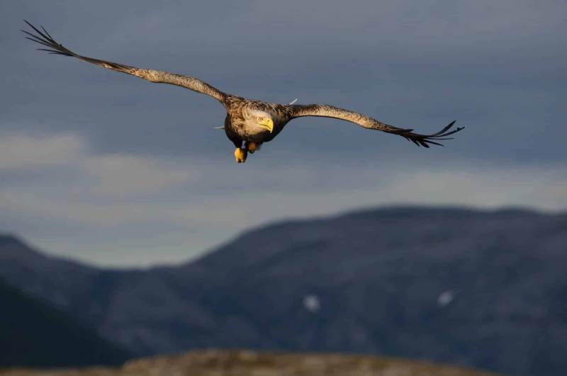 Seeadler
