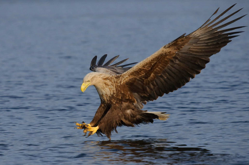 Seeadler