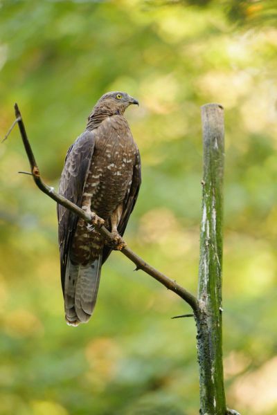 Ein Wespenbussard sitzt auf einem Ast in einem Waldgebiet.