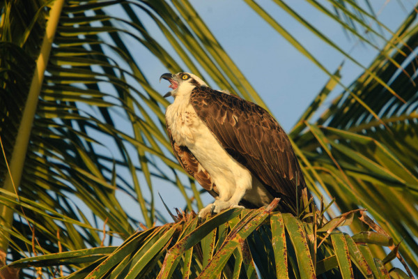 Fischadler sitzt auf einem Palmwedel in tropischer Umgebung.